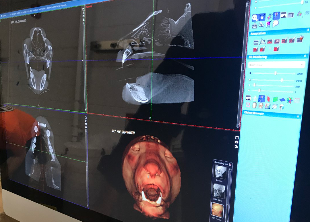 png/Planmeca-veterinary-dental-unit_768x500819l.png